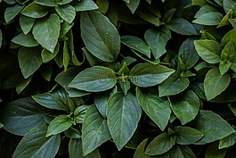 羅勒,植物,草本植物