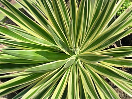 丝兰,aloifolia,羊蹄甲