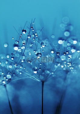 蒲公英,種子,花