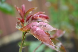 玫瑰,廠,芽