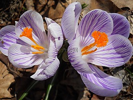 番紅花,春,鮮花