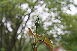 玫瑰,廠,芽