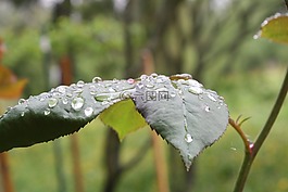 羅森布拉特,性質(zhì),雨