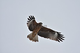 動物,天空,鳥