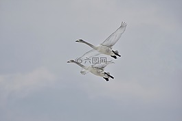 動物,天空,鳥