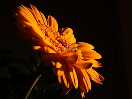 花,黃色,自然
