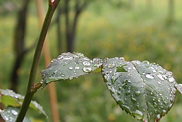 羅森布拉特,性質(zhì),雨