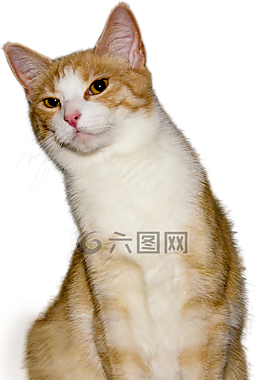 貓,孤立,查看