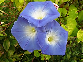 牽?；?花,開花