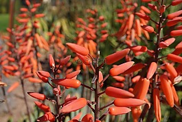野生花卉,夏天,花的