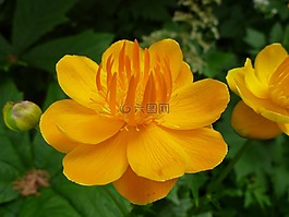 開花,池塘,黃色