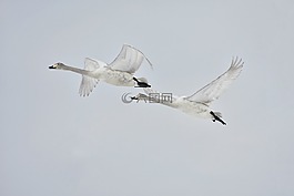 動物,天空,鳥