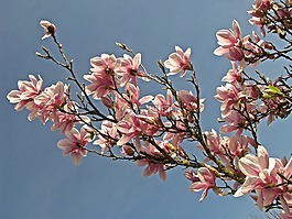 玉蘭,開(kāi)花,樹(shù)