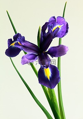 鳶尾花,花,自然