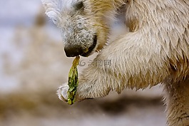白熊,捕食,毛皮