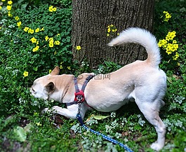 混合,狗,聞