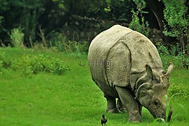 動物,動物園,犀牛