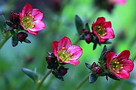 鮮花,粉紅色,自然