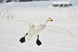 動(dòng)物,鳥,野生鳥類