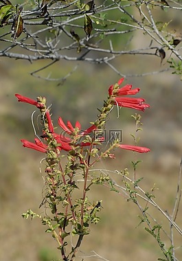 朵紅色的花,分支機構(gòu),性質(zhì)