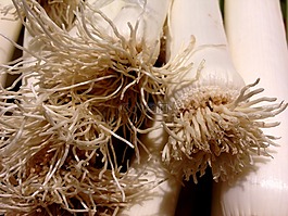 韭菜,蔬菜,白