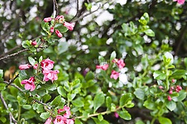 花,自然,春