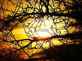 太陽,分支,樹
