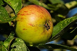 蘋果,關(guān)閉,成熟