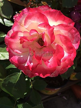 花,夏天,玫瑰