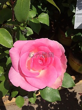 粉紅色,花,玫瑰
