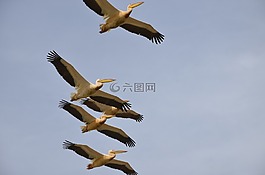 鸟,鹈鹕,飞行