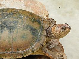 龜,自然,動物