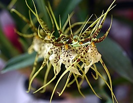 蘭花,花,小白菜
