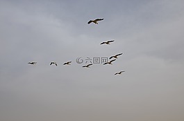 鸟,飞行,鹈鹕