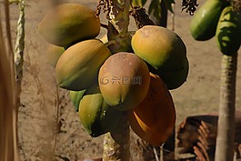 木瓜,水果,食品