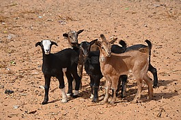 動物,山羊,biquettes