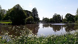 svartån,树,å