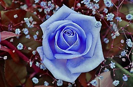 玫瑰,藍(lán)色,花