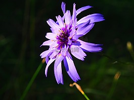 花,紫色,紫色花
