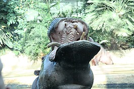 河馬,性質(zhì),動物園
