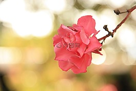 花,粉色,性質(zhì)