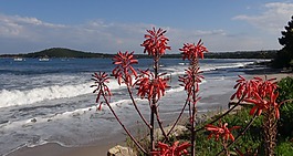 zonza,科西嘉,海灘
