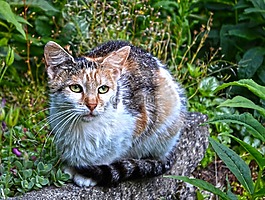 動物,貓,顏色