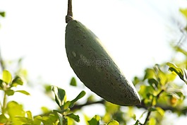 蛋borrego,樹,性質(zhì)