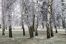 冬天,霜,雪