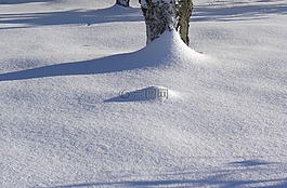 寒冬,樹,雪
