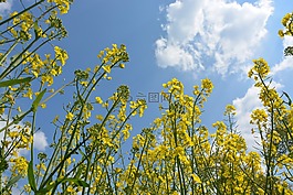鮮花,黃色,黃色的花