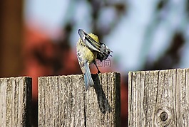 山雀,鳥,動物