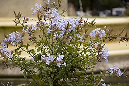 花,花園,鍋