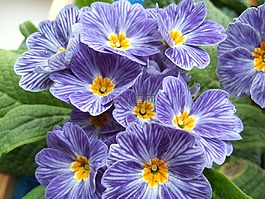 primerose,花,farden